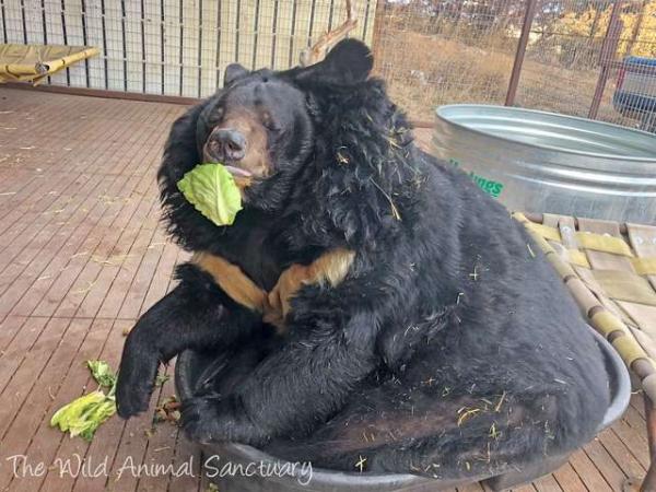 Пухленький медведь наслаждался шикарной жизнью, но сказочке конец. Впереди - диета и спорт, но ему всё лень