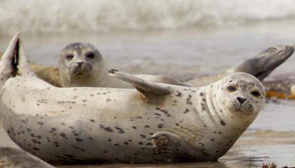 Тайна тюленей раскрыта. Учёные засняли, как подводная банда издаёт звуки выстрелов - и это очаровательно
