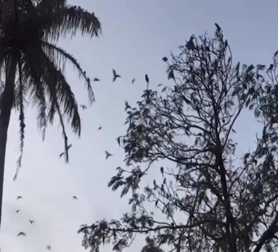 Голодный попугай - горе в стране. Подсевшие на опиум пернатые наркоманы сеют хаос в Индии и Австралии