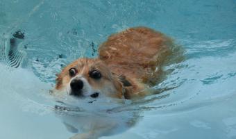 Тиктокерша спасла собаку, тонущую в бассейне. Но хейтеры злятся на неё из-за того, как она это сделала