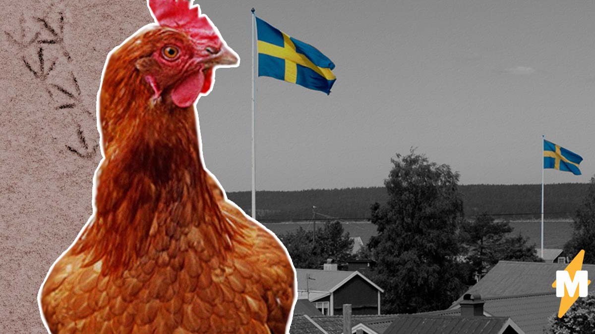 Шведские власти придумали способ предотвратить людные сборища. ВОЗ бы наверняка одобрила и этот особый путь