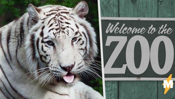 Животные в зоопарках страдают на карантине, но неволя тут ни при чём. Зверушек угнетает отсутствие людей