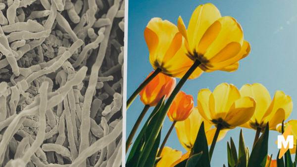 Учёные выяснили, откуда берётся запах весны, и ваш мир не будет прежним. На самом деле так пахнут микрожуки