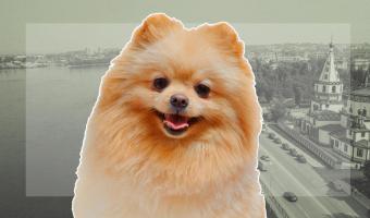 Собака впервые в России попала на карантин из-за COVID-19. Первый заболевший пёс в Гонконге был той же породы