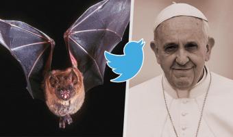 Папа Римский развязал в твиттере спор о грехах летучих мышей. И получил отповедь, которая полезна всему миру