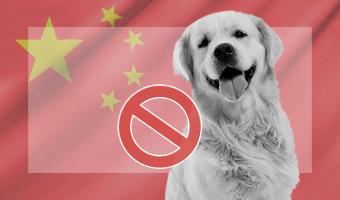 Власти Китая наконец официально запретили есть собак. Многовековая традиция ушла в прошлое из-за коронавируса