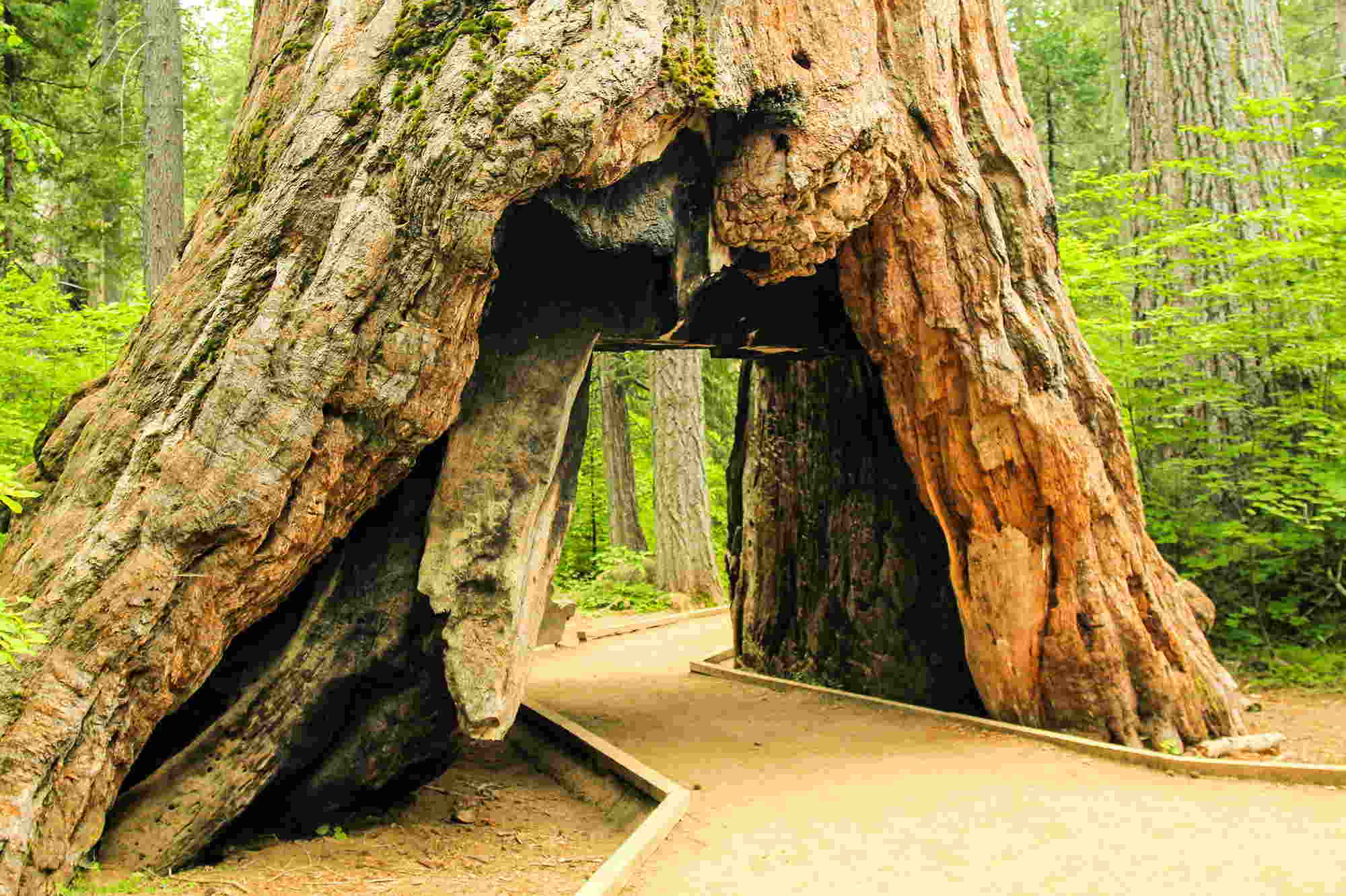 Самое большое спиленное дерево в мире фото