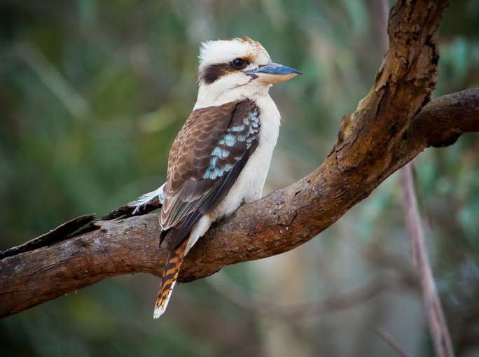 Австралиец развлёк соседей автоприцепом в виде птицы. Но иностранцам не по себе - она орёт, будто мы уже в аду