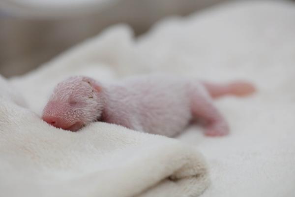 Люди узнали, как выглядит новорожденный детёныш панды, и им не по себе. Это существо из хорроров, но милое