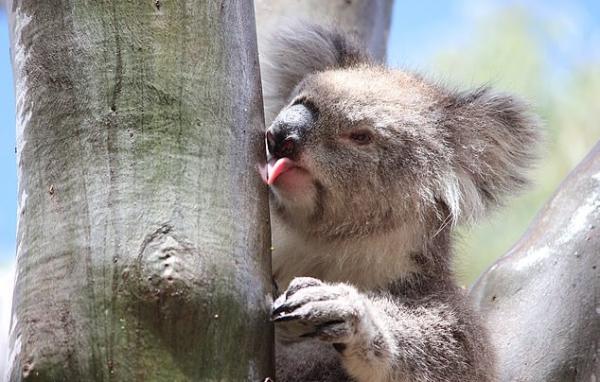 Никто не знал, как коалы пьют воду, но теперь учёные это выяснили. Понадобилось лишь одно видео и дождь