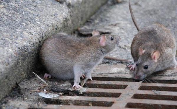 Крысы-каннибалы захватили улицы США из-за COVID-19. Теперь люди истерически смеются над 2020 годом