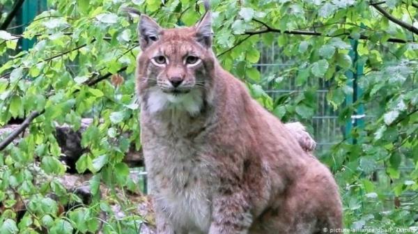 Самая толстая в мире рысь ушла в кошачий рай из-за болезни. Но в Сети будет жить вечно как мем про одиночек