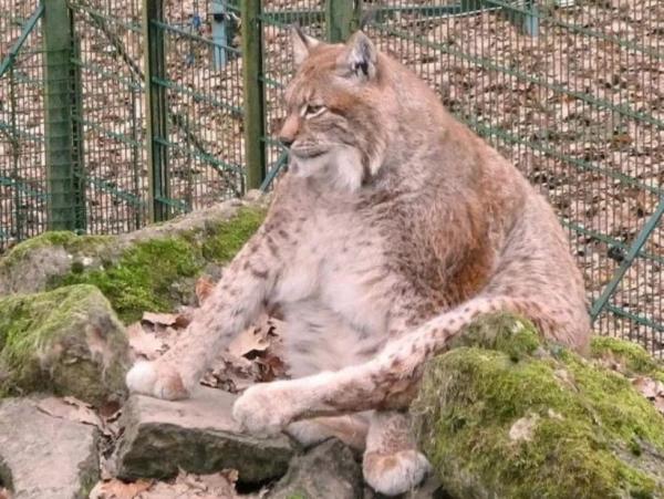 Самая толстая в Германии рысь ушла в кошачий рай из-за болезни. Но в Сети будет жить вечно в мемах и шутках
