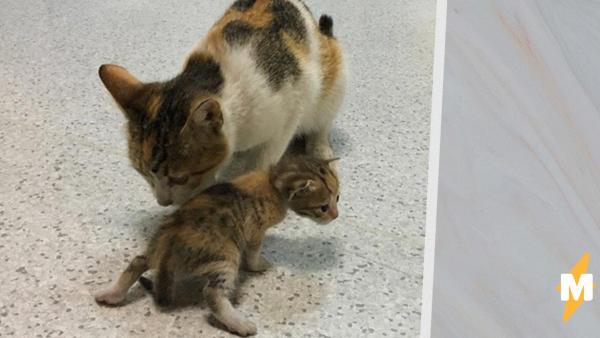 В больницу Стамбула пришли редкие посетители. Кошка сама принесла котёнка врачам, и те не отказали в помощи