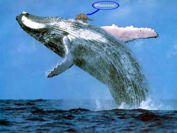 Люди увидели предка кита, и влюбились. Кажется, этого шерстяного красавца можно было выгуливать на поводке