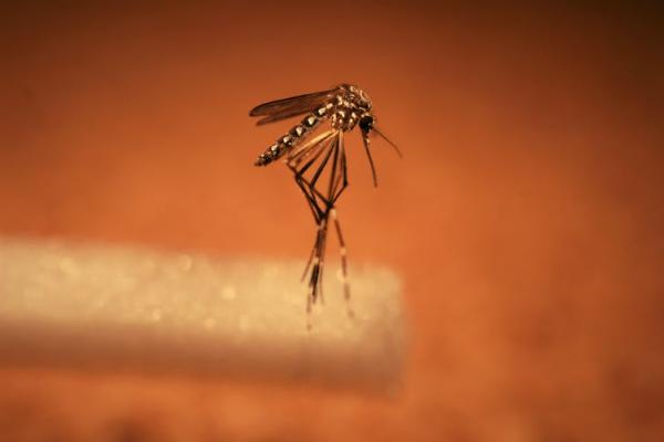 Переносят ли комары COVID-19. Люди в Сети боятся нового способа передачи вируса, и учёным есть что сказать