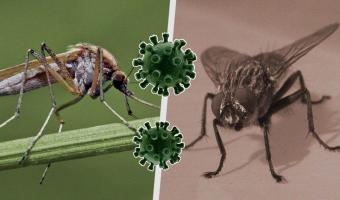 Насекомые могут переносить коронавирус. Не совсем так, как в Plague Inc., но жаркое лето – их союзник
