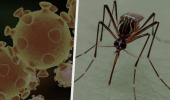 Переносят ли комары COVID-19. Люди в Сети боятся нового способа передачи вируса, но учёным есть что сказать