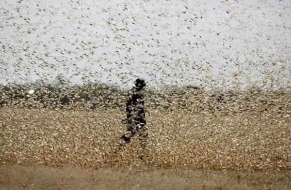 "Пора покидать Землю". На Индию напала саранча, и людям страшно за своё будущее - насекомых слишком много