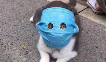 Кошка впервые в России заболела коронавирусом. Но чтобы выяснить это, ветеринарам явно пришлось помучиться