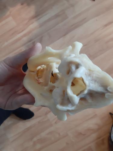 Художница заказала пластиковый череп, но просчиталась. В посылке оказались настоящие кости — и не только они