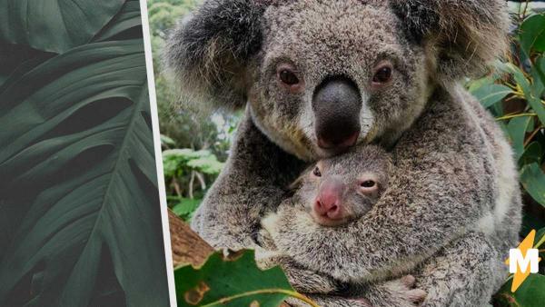 В Австралии впервые после пожаров родилась коала. И на эту крошку с милых фото уже возложена важная миссия