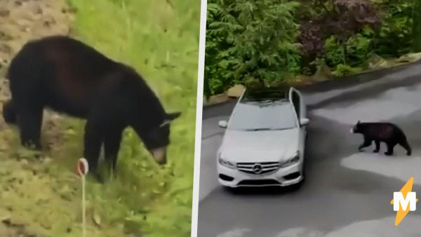 Медведь попытался украсть автомобиль, но что-то пошло не так. Гонщиком мохнатый не стал, зато попал в мемы