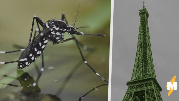 На Францию напали огромные комары, которые в четыре раза больше обычных. Людям страшно, но бежать некуда