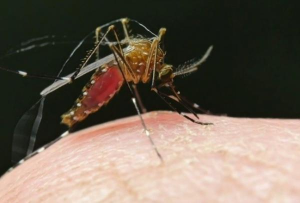 Переносят ли комары COVID-19. Люди в Сети боятся нового способа передачи вируса, и учёным есть что сказать