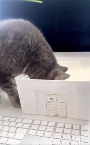 Японец показал, что делать, если кот сидит на клавиатуре. Лайфхак стар, как мир, но по-прежнему удивляет людей