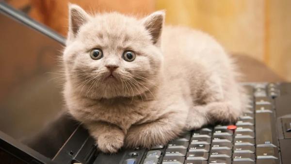Японец показал, что делать, если кот сидит на клавиатуре. Лайфхак стар, как мир, но по-прежнему удивляет людей