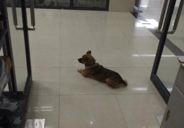 Пёс три месяца ждёт хозяина у дверей больницы. И люди не знают, как объяснить собаке, что её друг умер