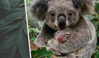 Первая коала родилась после пожаров в Австралии. И кадры с малышкой такие, будто 2020-й сменил гнев на милость
