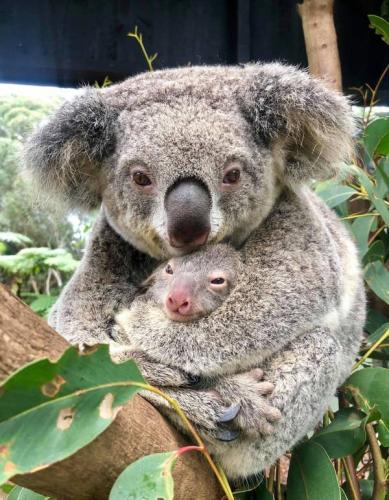 В Австралии впервые после пожаров родилась коала. И на эту крошку с милых фото уже возложена важная миссия
