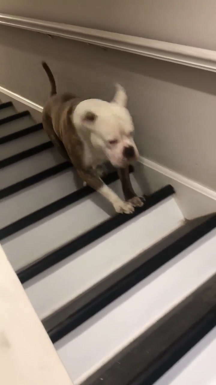 Люди увидели ролик с собакой на лестницей и сломали себе мозг. Никто не может понять: пёс бежит вверх или вниз