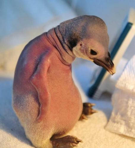 Пингвинёнок родился лысым и (ненадолго) потерял семью. Но спустя годы обрёл славу в мемах и любовь двуногих