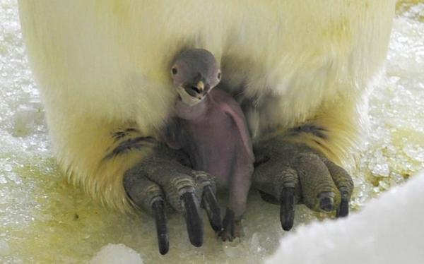 Пингвинёнок родился лысым и (ненадолго) потерял семью. Но спустя годы обрёл славу в мемах и любовь двуногих