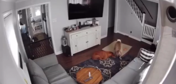 Женщина установила дома камеру, чтобы следить за своими пёсиками.