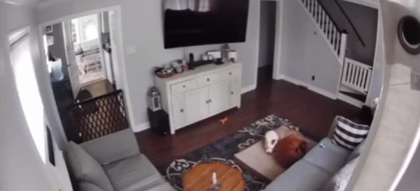 Женщина установила дома камеру, чтобы следить за своими пёсиками.