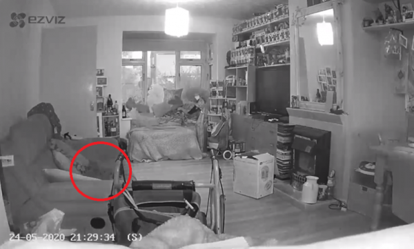 Женщина показала видео, на котором увидела призрак её кота. И ролик заставил людей поверить в паранормальное