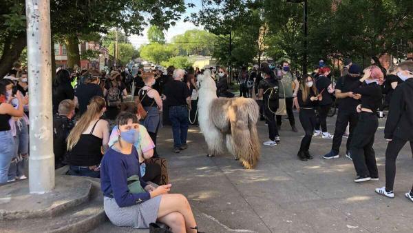 Белая лама по кличке Цезарь вышел на протесты в США. Животное митингует на улице, но зоозащитники против