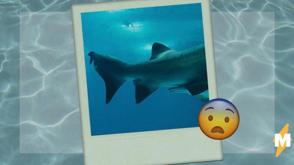 Дайвер сделал фото акулы, и людям страшно. Но не от вида хищника, а за него - он сражался с реальным Кракеном