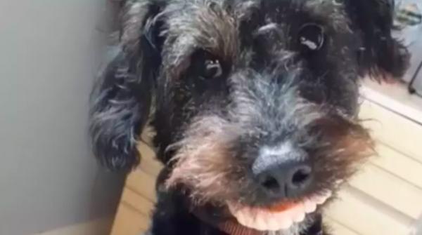 Собака нашла зубные протезы и довела хозяйку до слёз. Она превратилась в монстра из кошмаров, только смешного