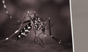 Миллионная армия комаров-убийц создана в Великобритании. Но её цель – не уничтожить людей, а служить им