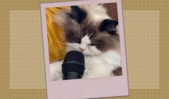 Мужчина поднёс микрофон к спящему коту и открыл миру новые звуки. А получившаяся мелодия удивила даже зверька