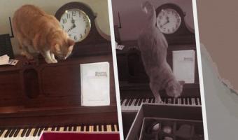 Кот прыгнул на пианино и испугался, но выдал хит. А фаны сравнивают пушистого с Бахом и предлагают совместку