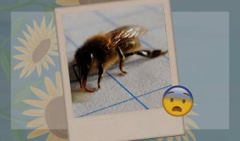 Пчёлы правда любят мёд, но можно ли им его есть? Узнал герой, поверивший Винни-Пуху и ставший посмешищем