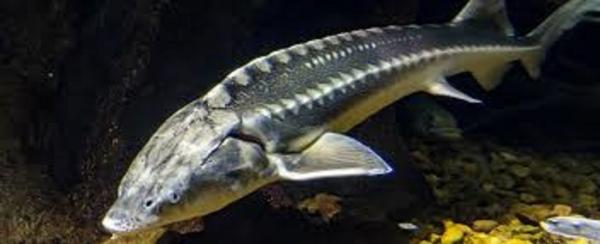 Учёные спасали от вымирания две породы рыб и случайно создали франкенштейнов. Теперь спасать нужно четыре вида