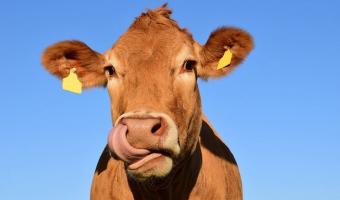 «Бургер Кинг» объявил борьбу с коровьими газами, и это забота о природе. Такая, что злы и веганы, и мясоеды