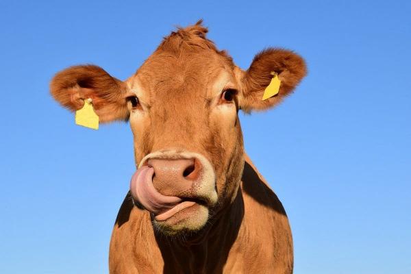 "Бургер Кинг" объявил о борьбе с коровьими газами и нет, не пошутил. Пригорело и у веганов, и у мясоедов